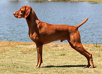 Tierah vizslas sales